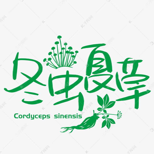 冬虫夏草手写手绘书法艺术字