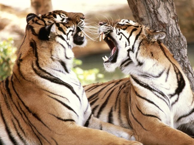 两只老虎厮打时的声音音效