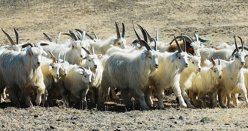 藏羊羊羔配乐音频素材_农场里一群羊的叫声音效