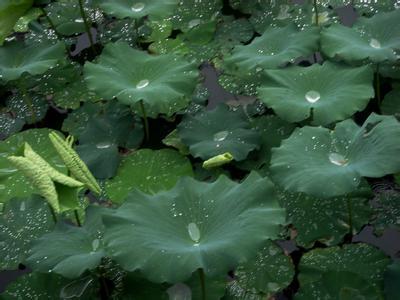 坐在河边配乐音频素材_夏季河边雷雨交加音效