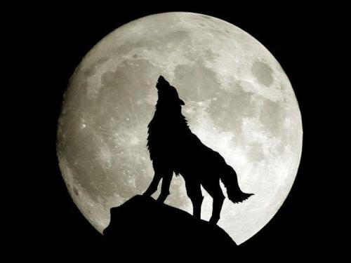 月黑风高狼人变异音效