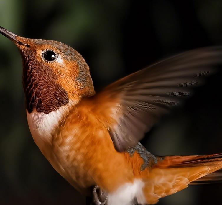鸟的巢动画配乐音频素材_一群鸟拍打翅膀的声音音效