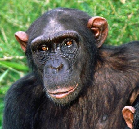 猩猩眨眼配乐音频素材_一只声音沙哑的猩猩难受的吼叫音效