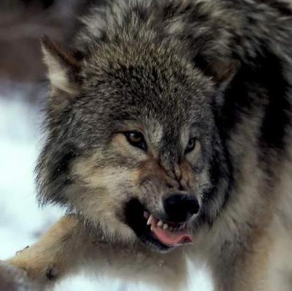 一只狼撕咬猎物的声音音效