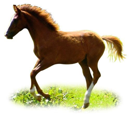 战马跑的马蹄声叫声音效