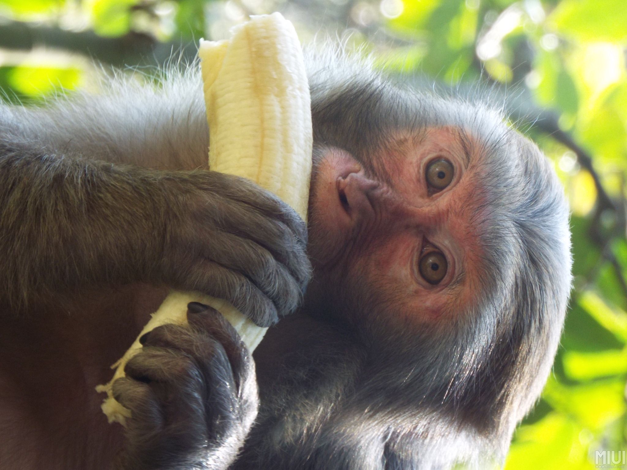 香蕉人配乐音频素材_热带雨林里猴子吃香蕉音效