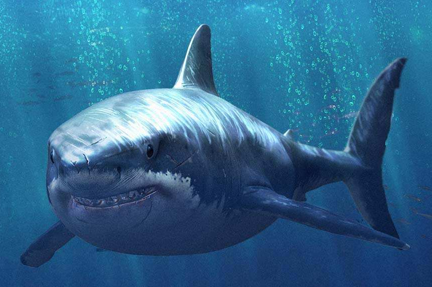 鲨鱼游动的嗖嗖声和水的喷溅声音效