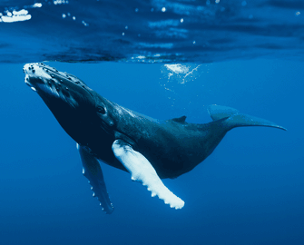 驼背鲸从气孔的呼气和吸气音效