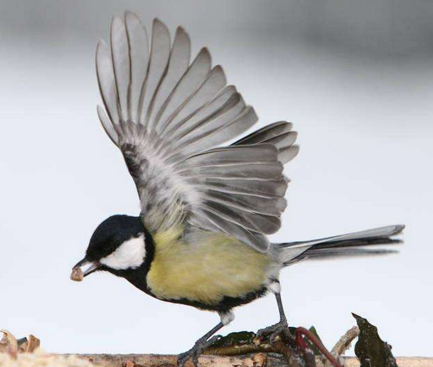 鸟类大幅度地拍打翅膀的音效