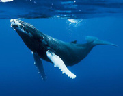 驼背鲸在水里的口哨声和呼噜声音效