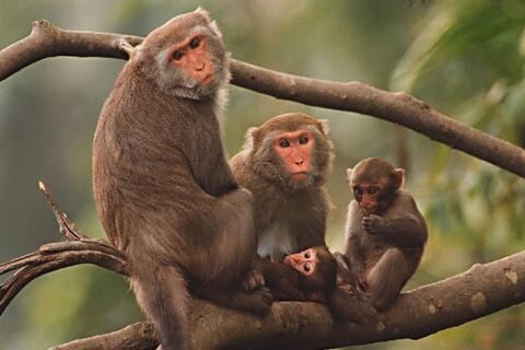 猴子爬树gif配乐音频素材_丛林里的猴子叫声音效