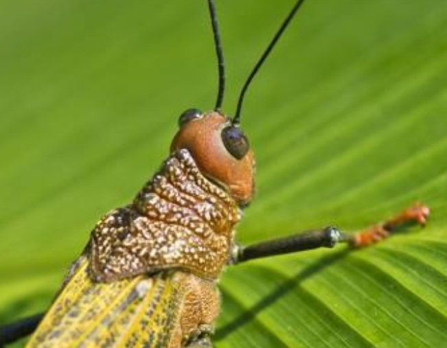 手绘的昆虫配乐音频素材_雨林里昆虫生物音效