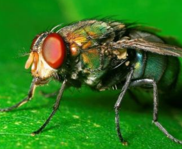 原核生物化石配乐音频素材_雨林里昆虫生物叽叽喳喳音效