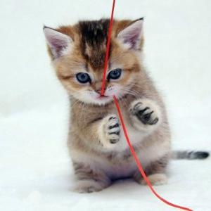 动物海报底纹配乐音频素材_猫咪生气的怒吼音效