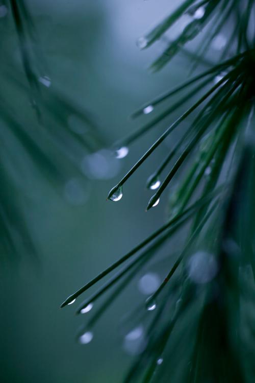 福到了配乐音频素材_森林里下起了大雨音效