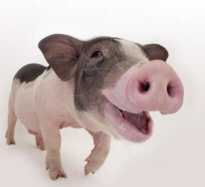 侦探小猪配乐音频素材_找到食物的小猪开心的笑了