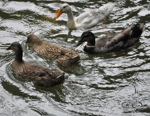 池塘鸭子配乐音频素材_一群鸭子在水中嬉戏