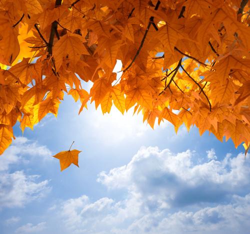 密集树叶配乐音频素材_秋季风将树叶吹落音效
