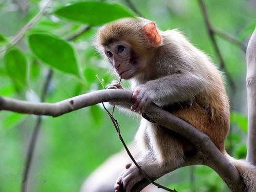 猴子爬树gif配乐音频素材_深林猴子爬行叫声音效
