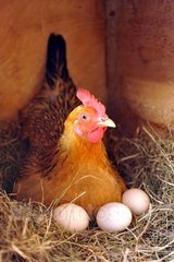 母鸡生蛋的声音音效