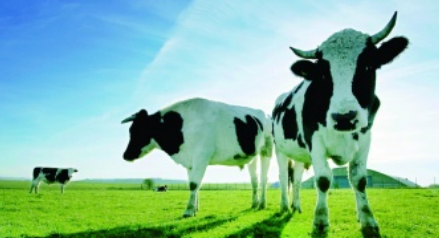 草原实拍配乐音频素材_奶牛在草原上呜呜的叫声音效