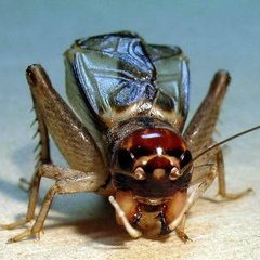 蛐蛐叫声声音音效