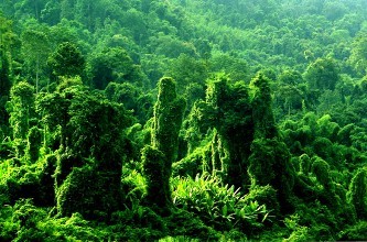 热带雨林的声音音效