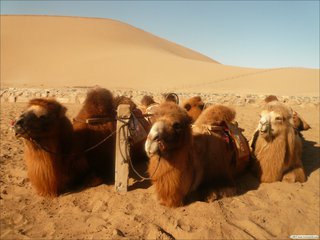 骆驼叫声声音音效