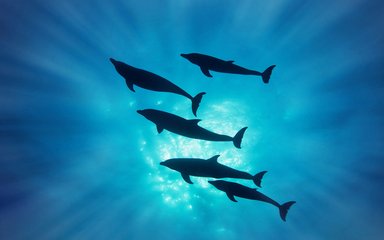 海豚鱼配乐音频素材_海豚群的叫声声音音效