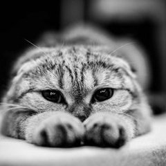 猫的喵喵叫声音效