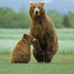 棕熊的叫声声音音效