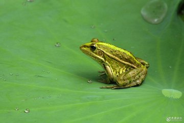 带墨镜的青蛙配乐音频素材_雨后池塘青蛙叫声音音效
