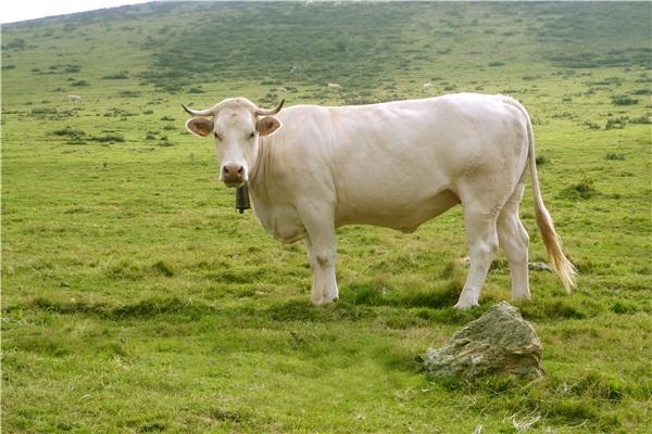 自然动物草地上牛哞哞叫的音效