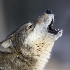 深山狼叫的声音音效