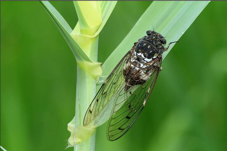 夏天知了蝉鸣声音效