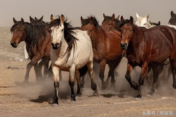 马群奔跑声音音效