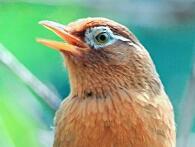 夏威夷树配乐音频素材_树林里画眉鸟的叫声音效