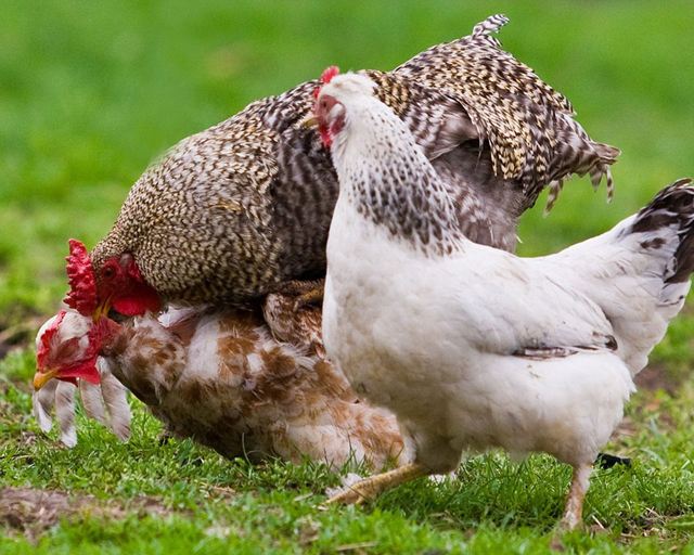 母鸡啄食绿幕视频ae模板