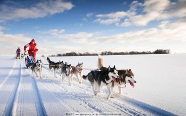 驯鹿雪橇配乐音频素材_狗拉雪橇的声音音效