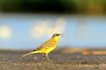 黄鹡鸰鸟叫声的声音音效