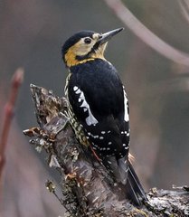 黄颈啄木鸟叫声的声音音效