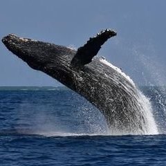 鲸鱼海浪中吼叫声音音效