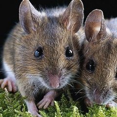 老鼠惨死的叫声声音音效