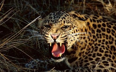美洲豹撕咬的叫声音效