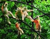强壮猴子配乐音频素材_一群猴子在林间嬉戏的音效