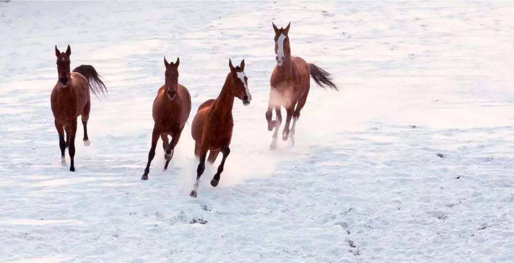 荷兰草原马配乐音频素材_长途跋涉迁移的马的奔跑音效