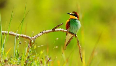 西瓜地配乐音频素材_大自然森林中小鸟欢快地鸣叫音效
