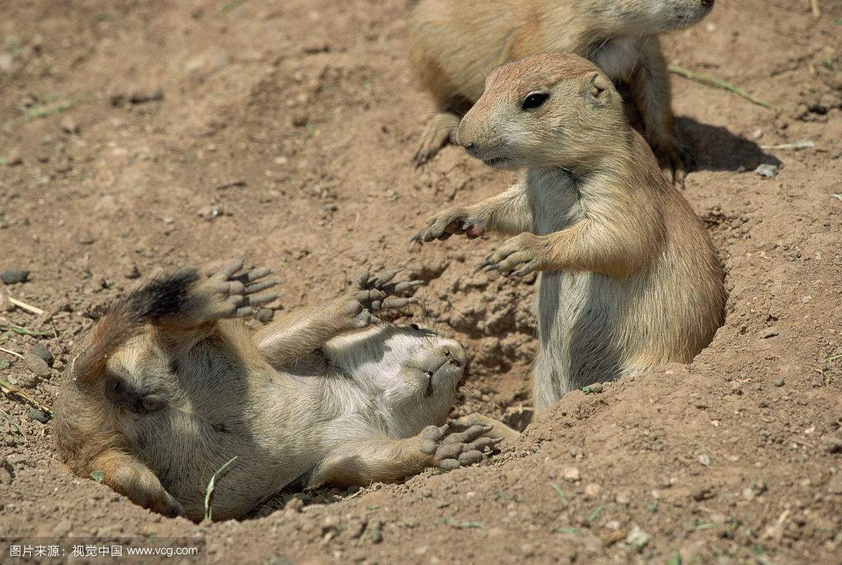 動物背景配乐音频素材_动物脚步在泥土草丛灌木林中音效