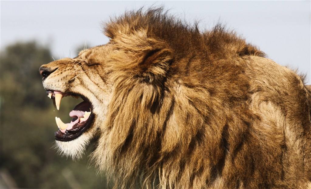 狮子的叫吼声音效