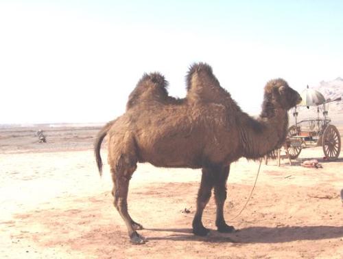 行走的骆驼配乐音频素材_高大骆驼叫声音效